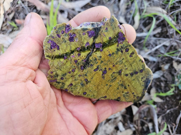 Polished Stichtite in Serpentine slab (Atlantisite) STI146