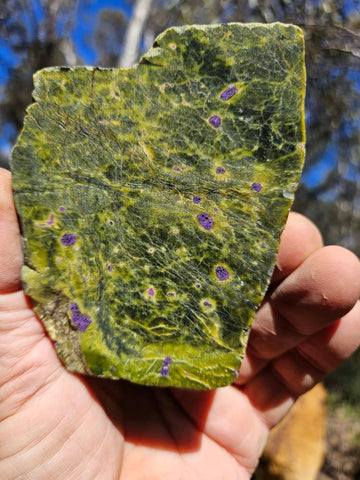 Polished Stichtite in Serpentine (Atlantisite) STI144