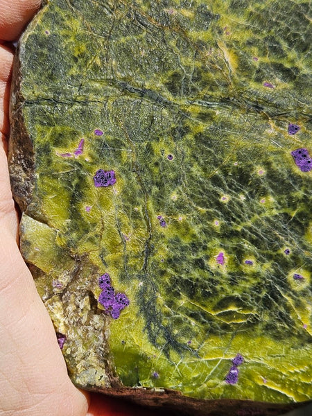 Polished Stichtite in Serpentine (Atlantisite) STI144