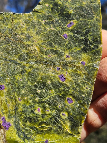 Polished Stichtite in Serpentine (Atlantisite) STI144