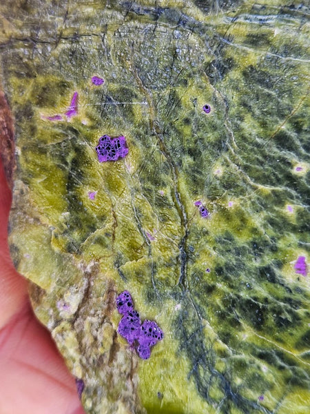 Polished Stichtite in Serpentine (Atlantisite) STI144