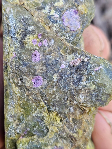 Polished Stichtite in Serpentine (Atlantisite) STI144