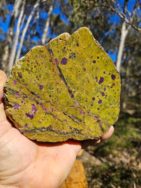 Polished Stichtite in Serpentine (Atlantisite) STI145