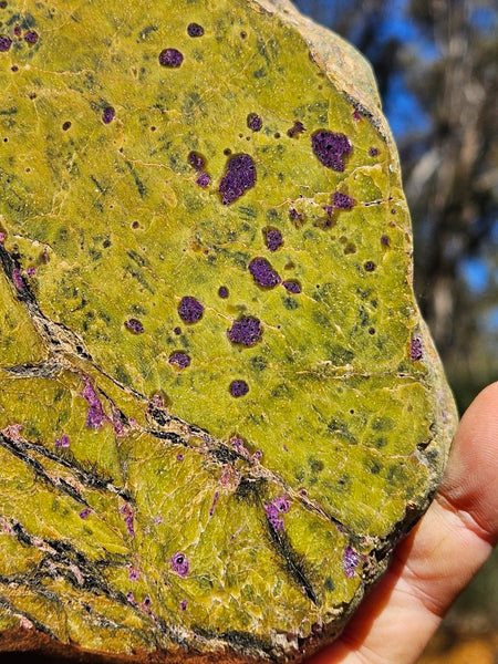 Polished Stichtite in Serpentine (Atlantisite) STI145