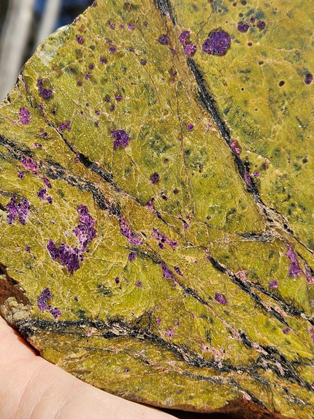 Polished Stichtite in Serpentine (Atlantisite) STI145