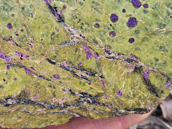 Polished Stichtite in Serpentine (Atlantisite) STI145