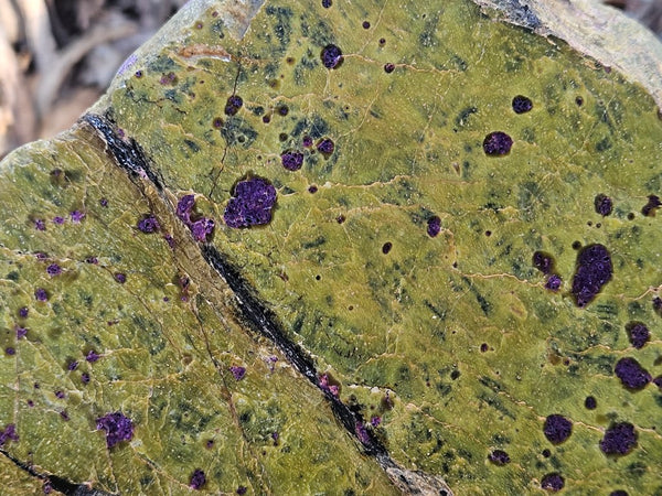 Polished Stichtite in Serpentine (Atlantisite) STI145