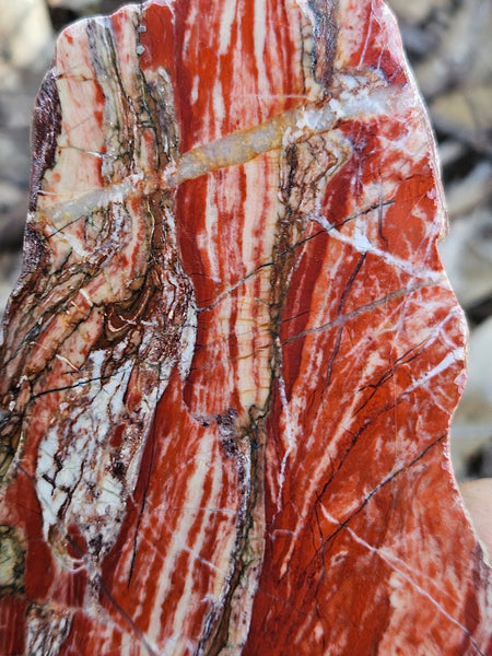 Starry Jasper polished slab SJ152