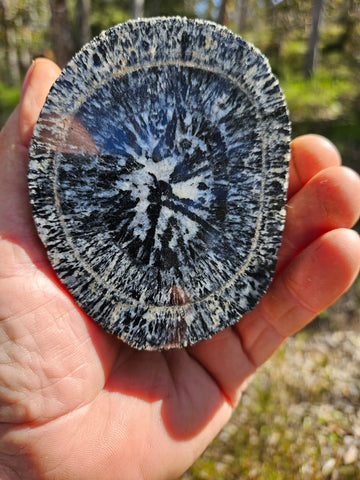 Polished Orbicular Granite. OG198