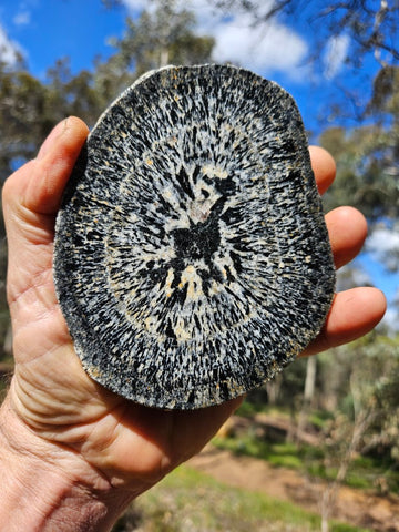 Polished Orbicular Granite. OG199