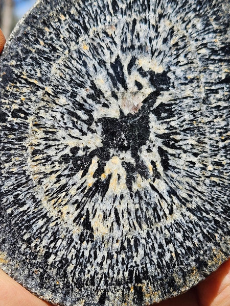 Polished Orbicular Granite. OG199