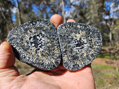 Pair of polished Orbicular Granite. OG200