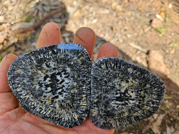 Pair of polished Orbicular Granite. OG200