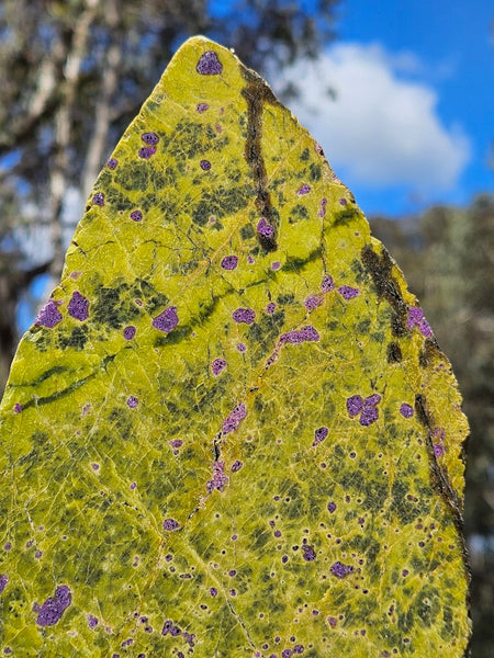 Polished Stichtite in Serpentine slab (Atlantisite) STI148