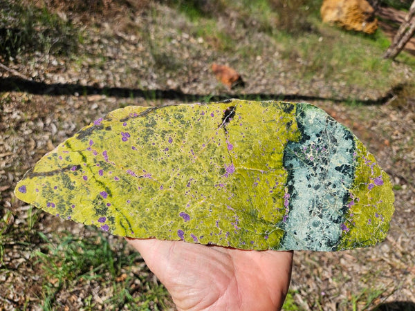 Polished Stichtite in Serpentine slab (Atlantisite) STI148