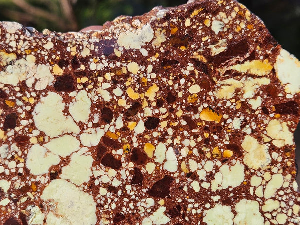 Polished Magnesite slab. MAP211