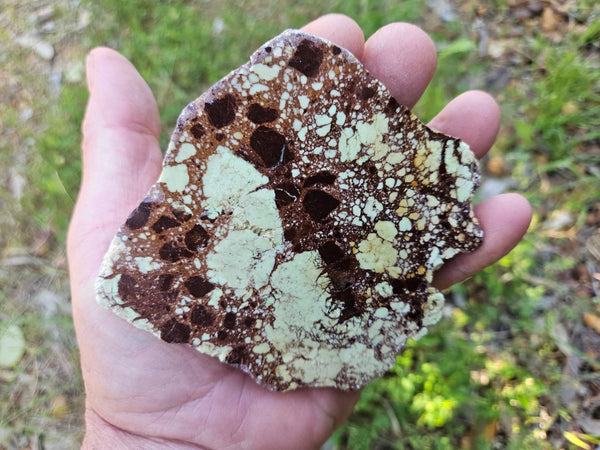 Polished Lime Magnesite specimen. MAP212