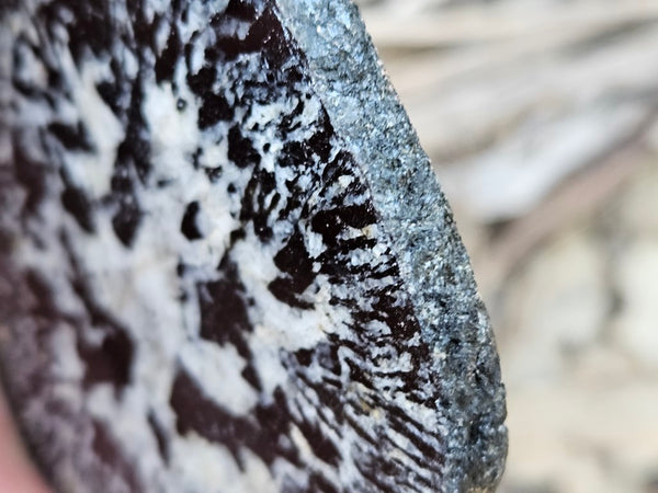 Polished Orbicular Granite slab. OG201