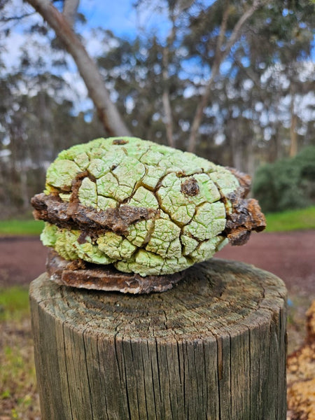 Lime magnesite rough.  LMR 123