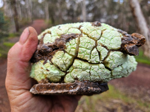 Lime magnesite rough.  LMR 123