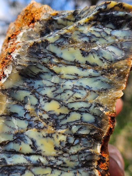 Dendritic Opal  rough.  DOR251