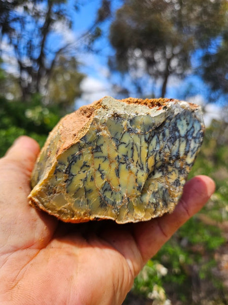 Dendritic Opal  rough.  DOR251