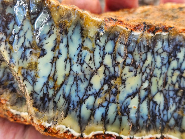 Dendritic Opal  rough.  DOR251