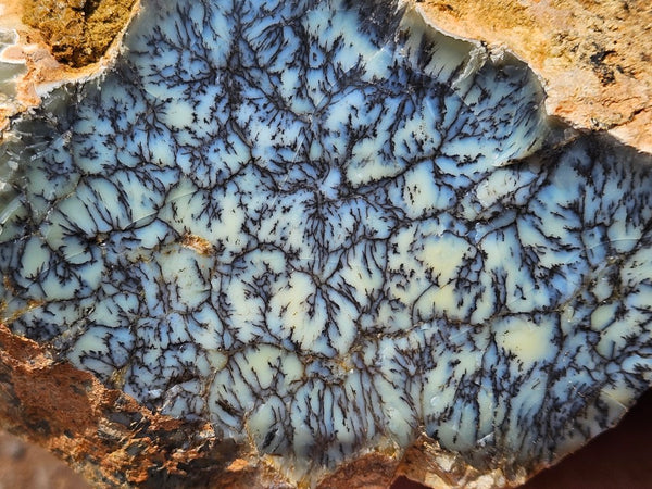 Dendritic Opal  rough.  DOR250