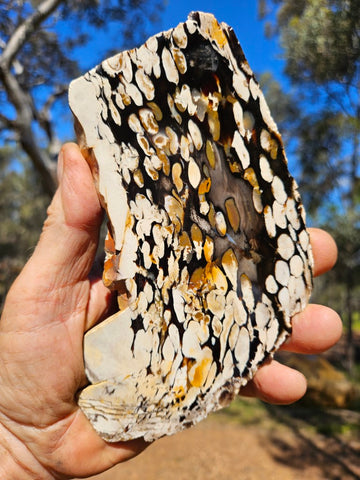 Polished Peanut Wood slab PW333