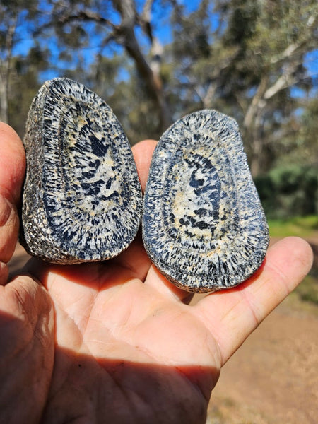 Pair of polished Orbicular Granite. OG203