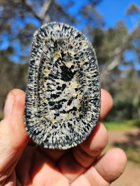 Pair of polished Orbicular Granite. OG203