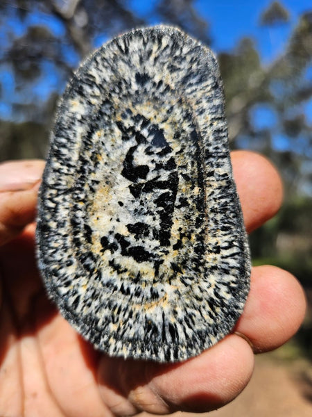 Pair of polished Orbicular Granite. OG203