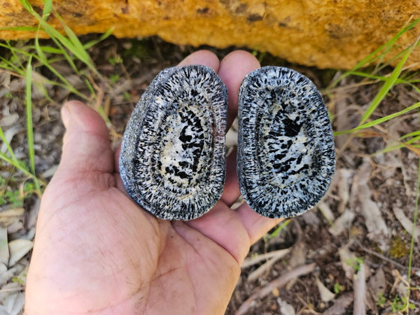 Pair of polished Orbicular Granite. OG203