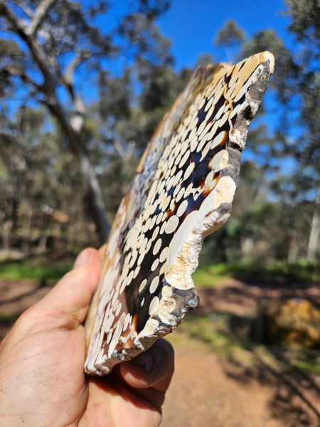 Polished Peanut Wood slab PW332