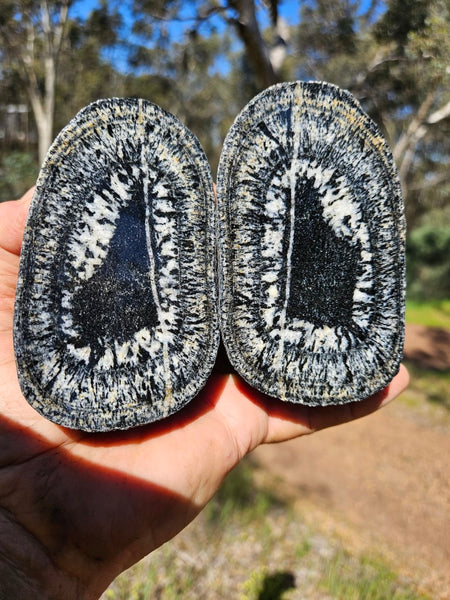 Pair of polished Orbicular Granite. OG202