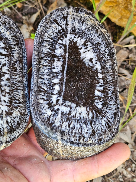 Pair of polished Orbicular Granite. OG202