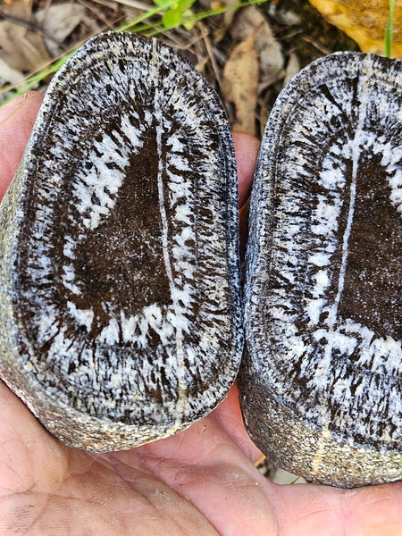 Pair of polished Orbicular Granite. OG202