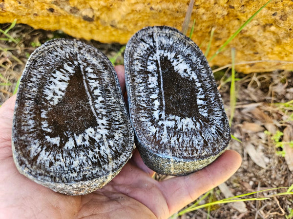 Pair of polished Orbicular Granite. OG202