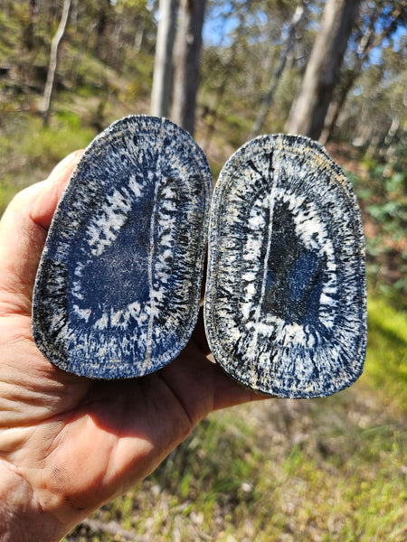 Pair of polished Orbicular Granite. OG202