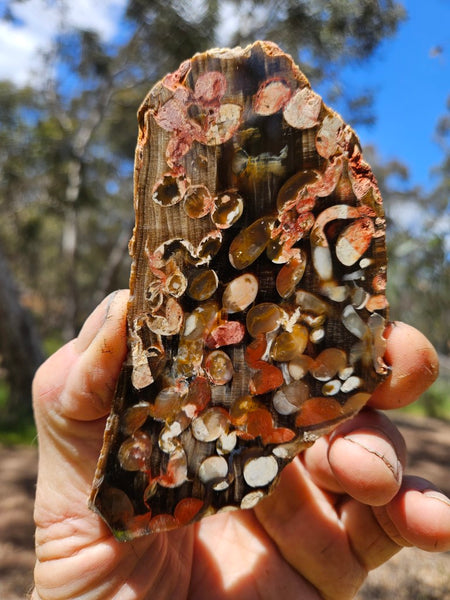 Polished Peanut Wood slab PW337