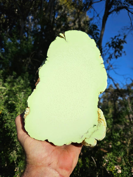 Polished Lime Magnesite specimen. MAP213