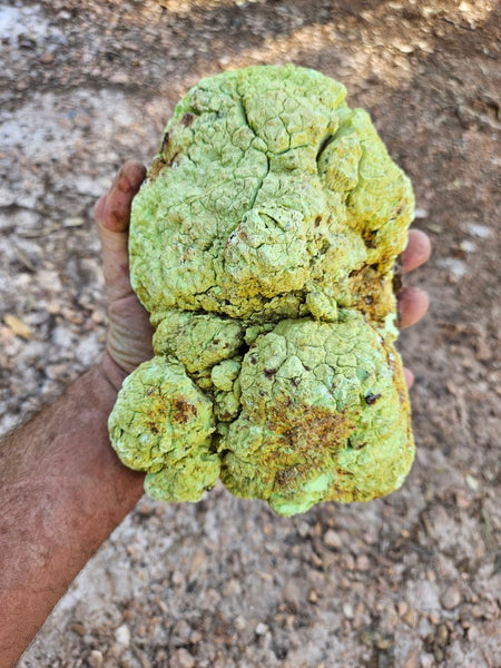 Polished Lime Magnesite specimen. MAP213