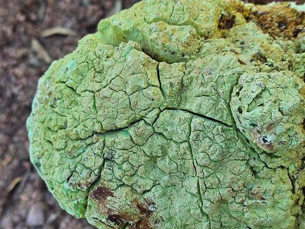 Polished Lime Magnesite specimen. MAP213