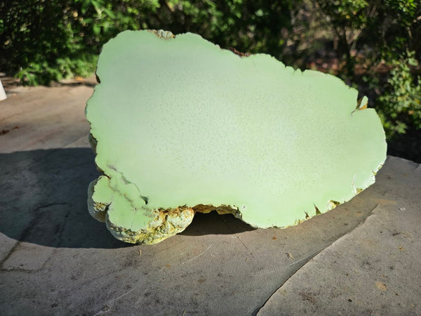 Polished Lime Magnesite specimen. MAP213