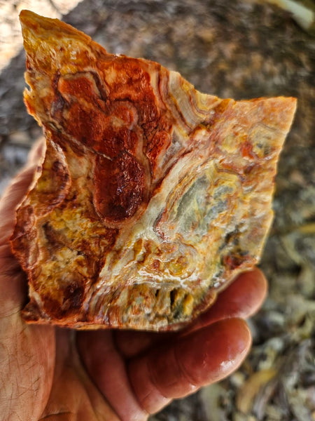 Crazy Lace Agate rough.  CLR 120