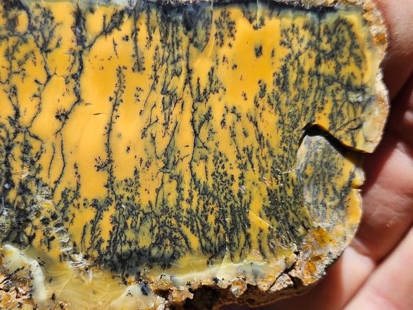 Polished Dendritic Opal slab DO210