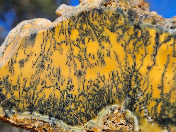 Polished Dendritic Opal slab DO210