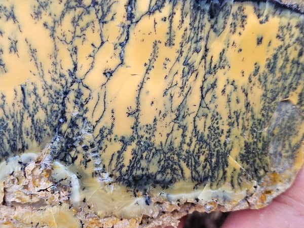 Polished Dendritic Opal slab DO210