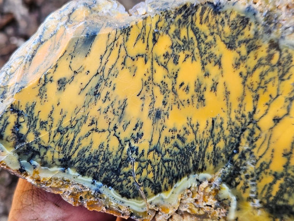 Polished Dendritic Opal slab DO210