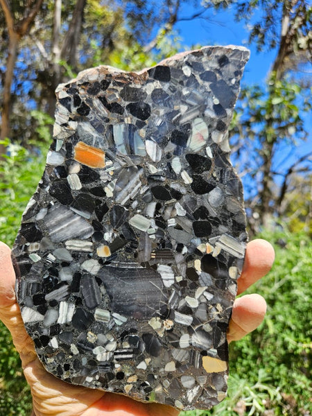 Black Jasper Conglomerate slab B228